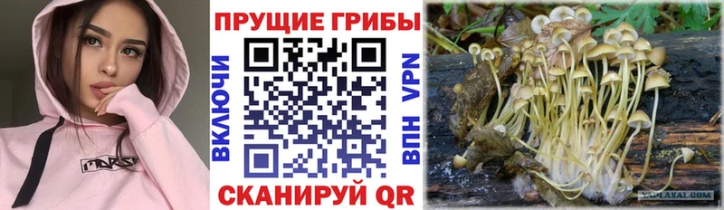 Галлюциногенные грибы прущие грибы  Бугульма 